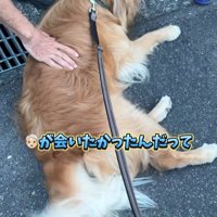 ピノくんとご夫婦の再会8