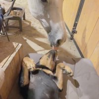 お腹を見せる犬に触れる馬