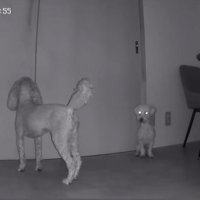 留守番する小型犬2匹