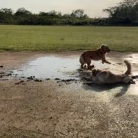 泥に飛び込んでいく大型犬