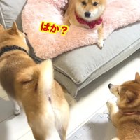 「なんで反抗するの？」