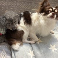 投稿主さんの愛犬たちも可愛い♡