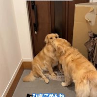 玄関の前で寄り添う2匹の犬
