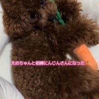 ぬいぐるみを抱きしめて飼い主を見上げる子犬