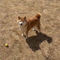 ボールを無視して飼い主を見つめる犬
