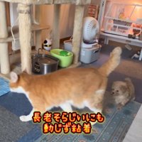 子犬から離れようとする老猫