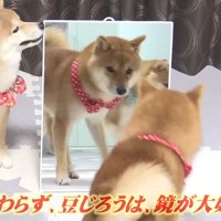 鏡が大好きな豆じろうくん