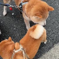 幸せな犬生を過ごしてね