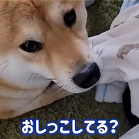 パパを見るわらびちゃん