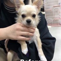 飼い主さんに抱っこされるチワワの子犬