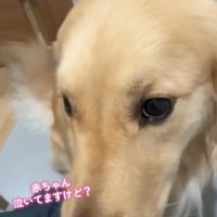 アップの犬
