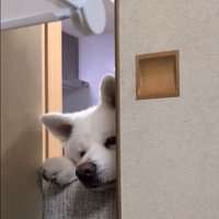 部屋に入りたいこゆきちゃん