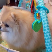 中に入ってみたモチちゃん