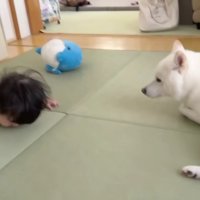 赤ちゃんが転んで大号泣！！