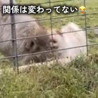 ウルフドッグに吠えるポメラニアン