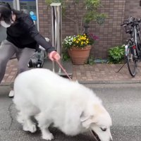リードを引く飼い主と走り出す犬