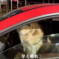 女性を見て一瞬顔を逸らす犬