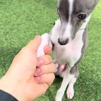 「おて」も得意だよ♪