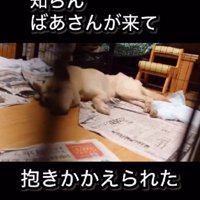 藤尾さんという方に保護されたそう