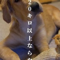 子犬のベイリーちゃん