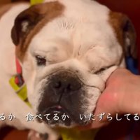 撫でられるまめちゃん