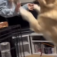 前足を振り上げる犬