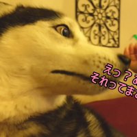 急にあたふたするエイトくん