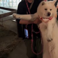 桜ちゃんを立たせて…