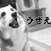 猫じゃらしを見て吠える犬