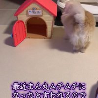 犬の後ろ姿