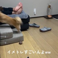 段差を登ろうとするのんちゃん8