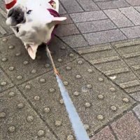 仰向けに転がる犬