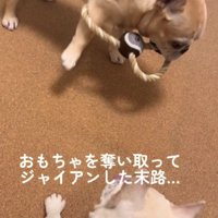 強気な一面もある