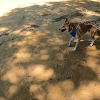 水をかけながら追いかけっこ