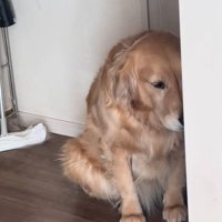 叱られているべるちゃん
