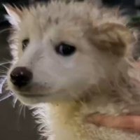 不安そうな表情でカメラを見つめる泥まみれの子犬