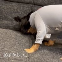 顔をクッションに押しつける犬
