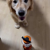 懐中電灯の前で笑顔を見せる犬