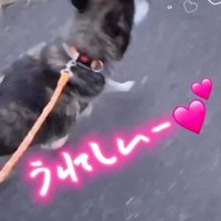 道路を散歩する犬