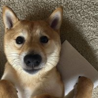 甘えん坊