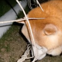 体を後ろに動かす柴犬