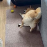 毛