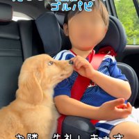 車内の男の子と子犬