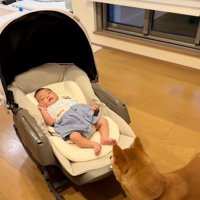 赤ちゃんに戸惑うまるくん