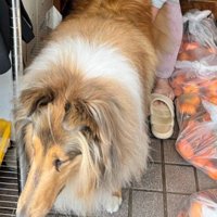 外に出たがるレアちゃん