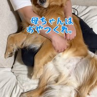お父さんに甘える大型犬