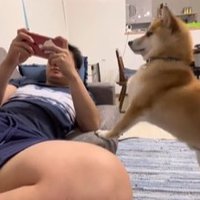 スマホゲームをする男性を遊びに誘う柴犬