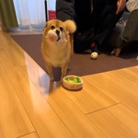 男性にお尻を触らせる犬
