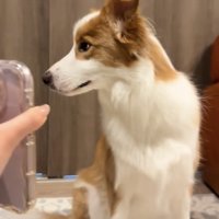 横を見る犬