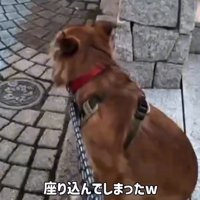 座る犬